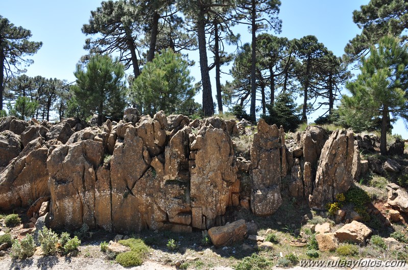 Los Reales de Sierra Bermeja