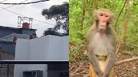 Benarkah Kawanan Monyet Turun Gunung Karena Aktivitas Sesar Lembang? Ini Kata Diskar PB Kota Bandung