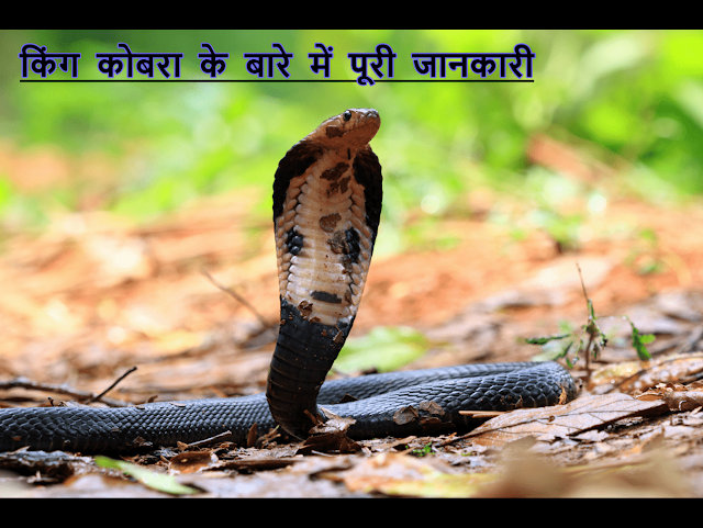 King Cobra Complete information in Hindi King Cobra Complete information in Hindi