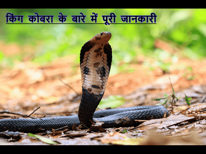 King Cobra Complete information in Hindi - किंग कोबरा की पूरी जानकारी 