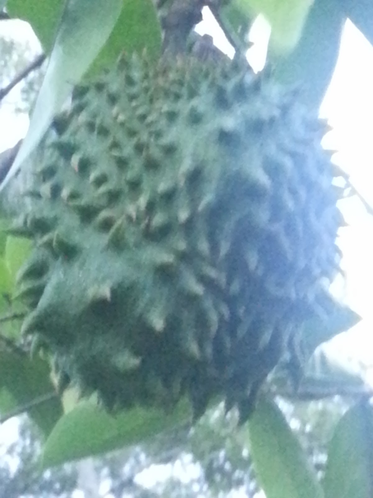 Warisan PESAGI: POKOK DURIAN BELANDA DI BELAKANG RUMAH