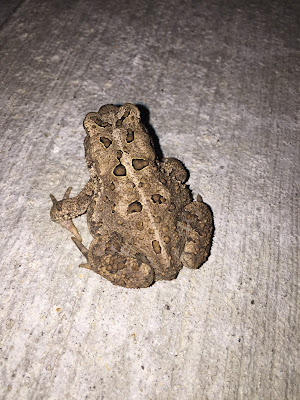 juvenille american toad