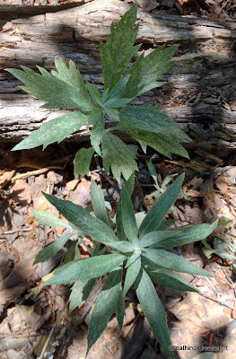 Artemisia douglaisiana (Mugwort)