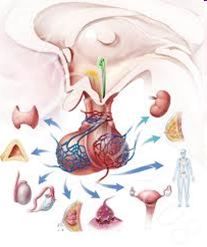 peninggi badan bahan alami