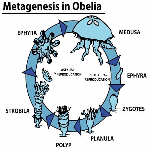 apa yang dimaksud dengan metagenesis