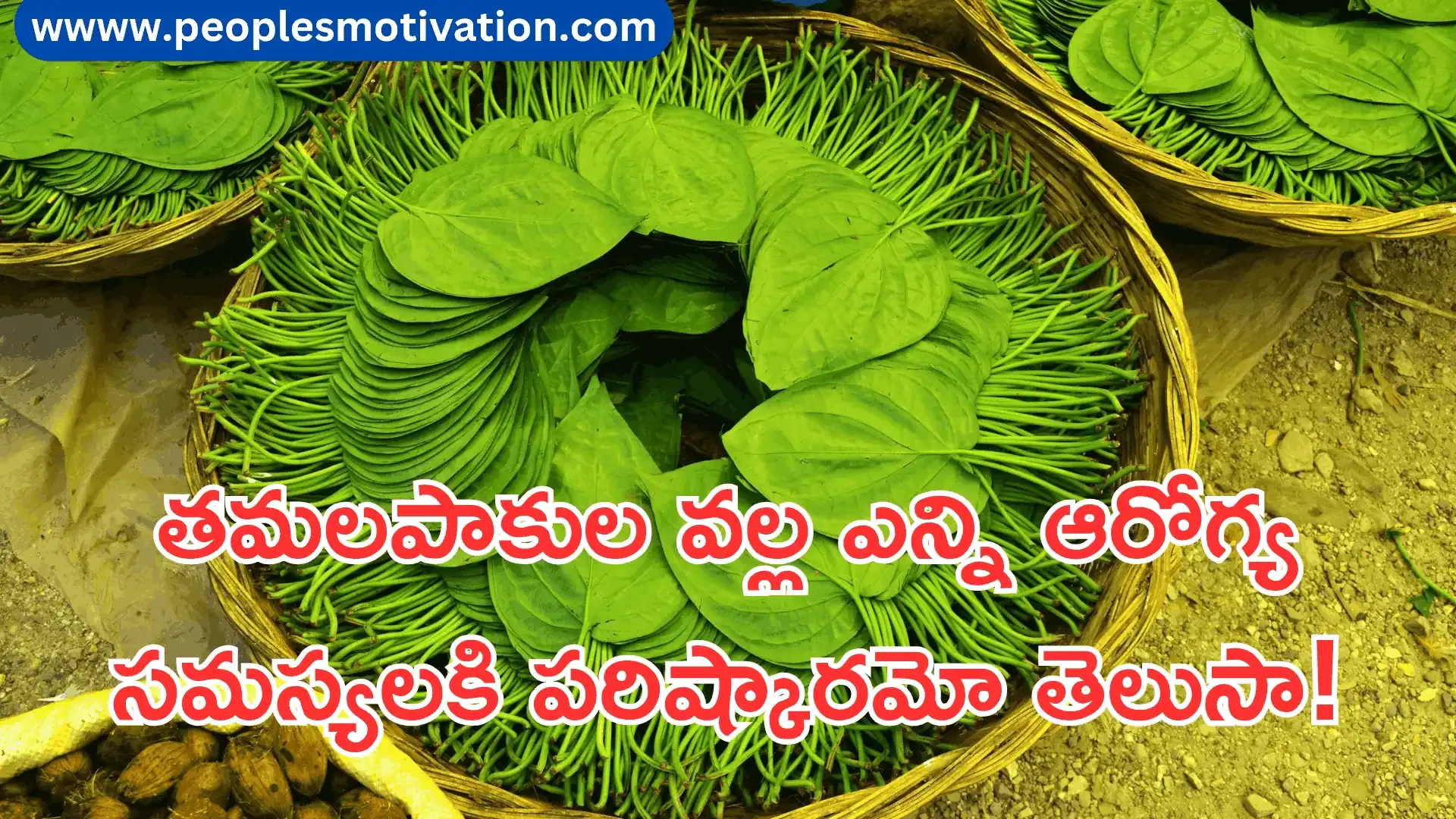 Betel leaf benefits for female Betel leaf medicinal uses Betel leaf benefits for male Betel leaf disadvantages How to use betel leaf for cold and cough Betel leaf benefits for skin Betel leaf benefits for weight loss Betel leaf boiled water benefits