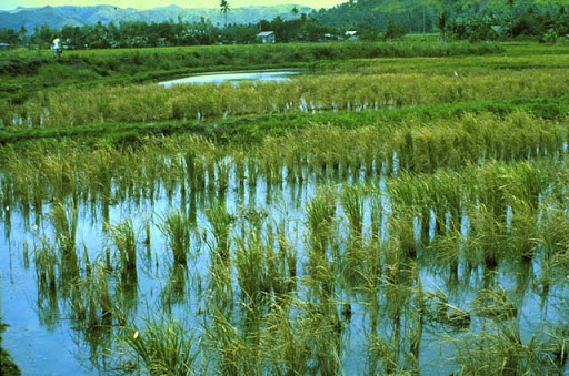 The Impact of salinity in the Rice Production of Coastal Area in Bangladesh!