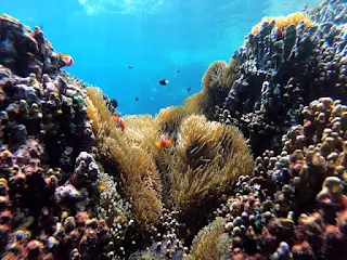Clown fish swimming in coral reef