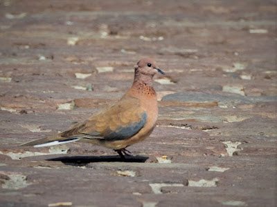 Laughind Doves breed in Loutsa Lesvos