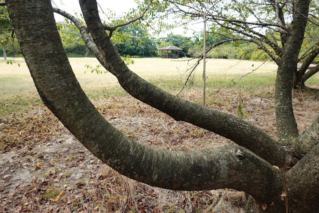 鳥取県西伯郡大山町妻木　鳥取県立むきばんだ史跡公園　芝生け広場