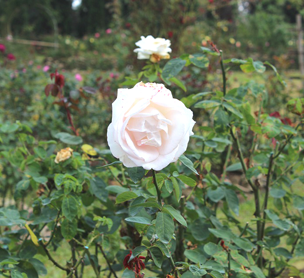 rose farming, commercial rose farming, rose farming business, how to start rose farming, rose farming for beginners, rose farming tips, rose farming profits
