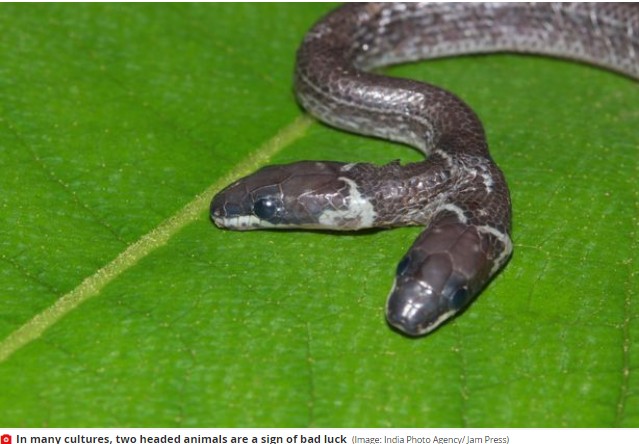 2 Headed Snake Found In India, Baffles Wildlife Experts