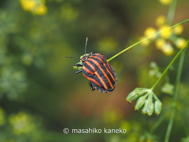 アカスジカメムシ