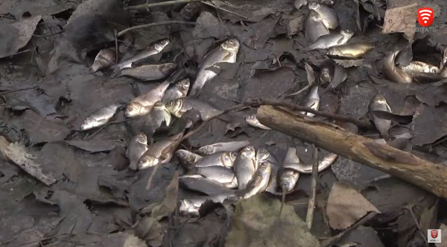 Вода із мазутом: у річці масово гине риба