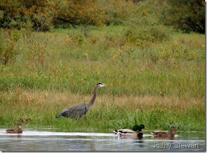 Heron and Mallards