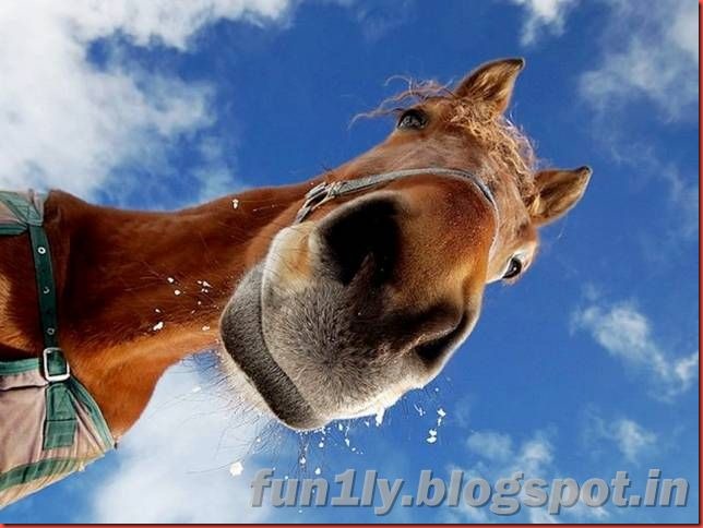 fun1ly.blogpsot (1)