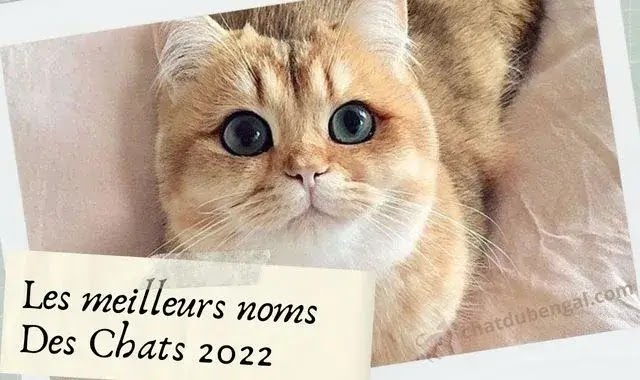 quelle lettre pour les chats en 2022