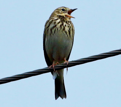 "Tree Pipit - Anthus trivialis,chirping on a wire winter visitor."