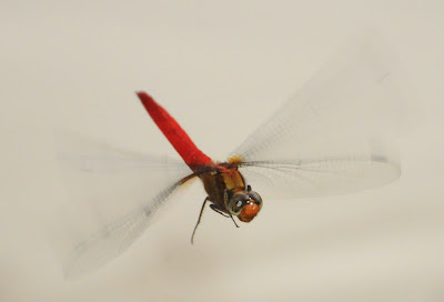 Orthetrum chrysis