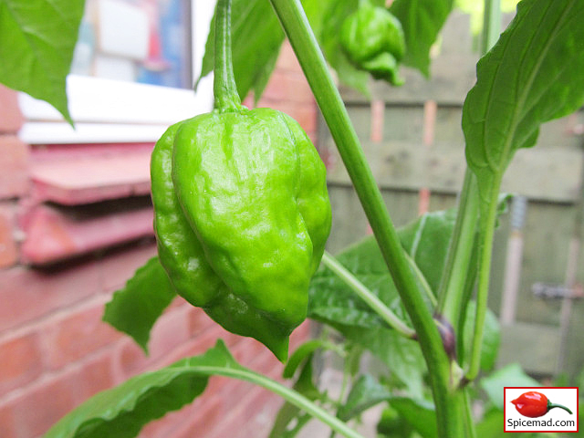 Papa Joe's Scotch Bonnet - 21st August 2022