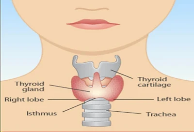 थायराइड ग्रंथि की संरचना