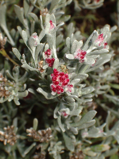 Helichrysum monogynum JBVC