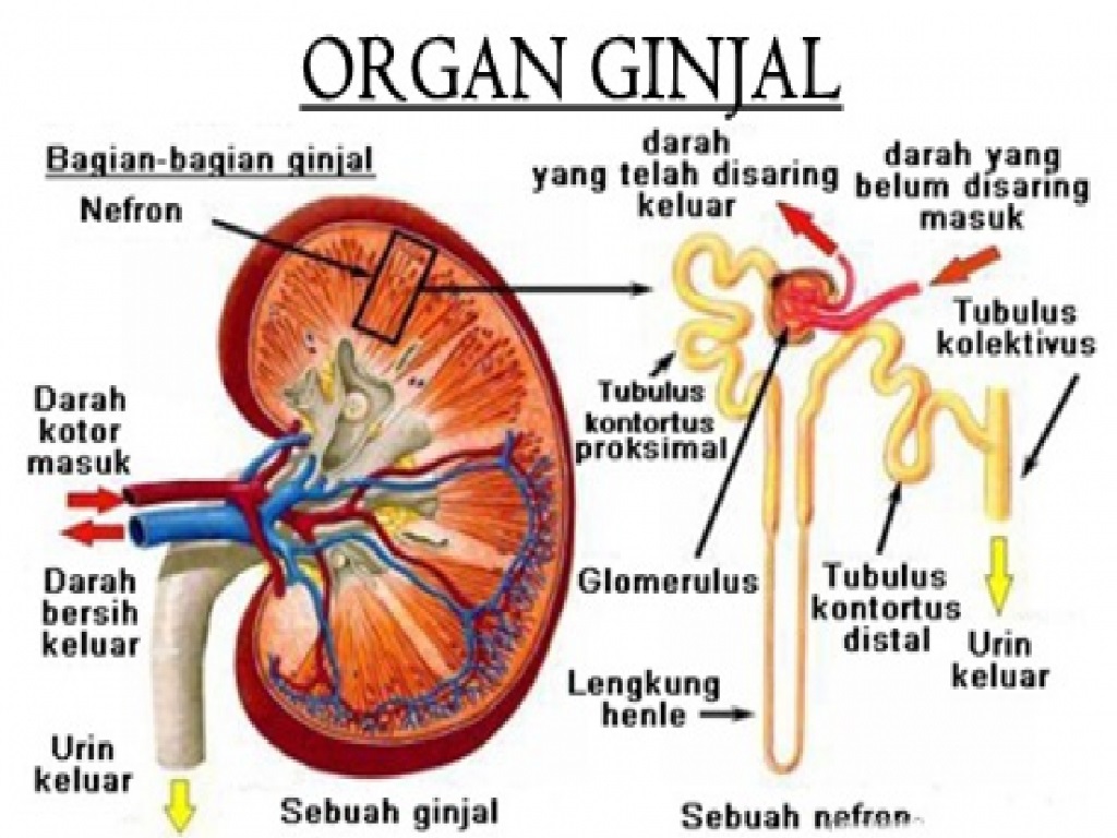 Terkeren 23 Gambar  Ginjal  Dan  Bagian Bagiannya  Sugriwa 