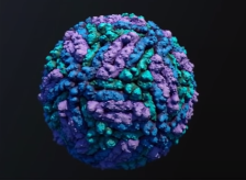 Dengue virus