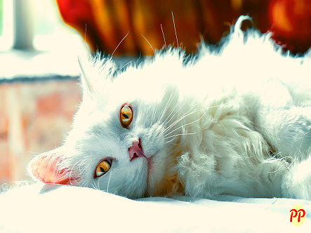 Harga Kucing Persia Medium Bulu Kapas per Ekor (Kitten & Dewasa) Terbaru