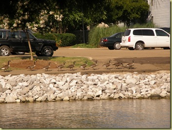 GooseParade