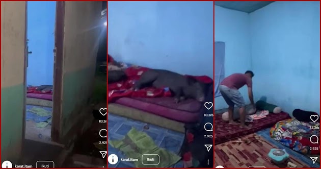 Kamar Kos Ini Dimasuki 4 Babi yang Tidur Di Atas Kasur