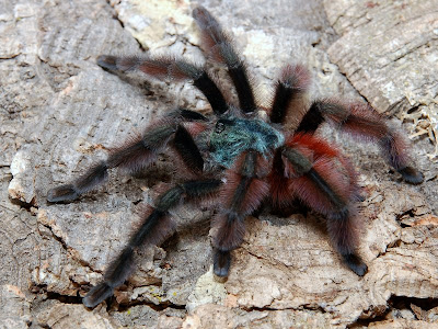 Avicularia versicolor male