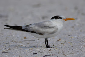 Royal Tern - Carlos Pointe, Florida