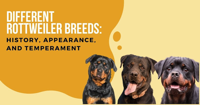 Rottweiler-breeds