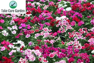 Descobrindo a beleza do Dianthus Barbatus: um guia completo