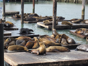 Famous Pier 39 sea lions
