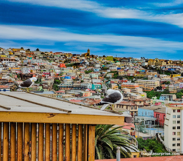 Gaivota em Valparaíso no Chile
