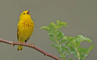 Warbler Bird hd photo 4k wallpapers