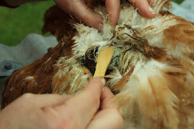 green clay used to heal poultry wounds