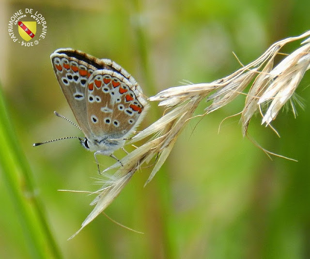 Collier de Corail (Aricia agestis)