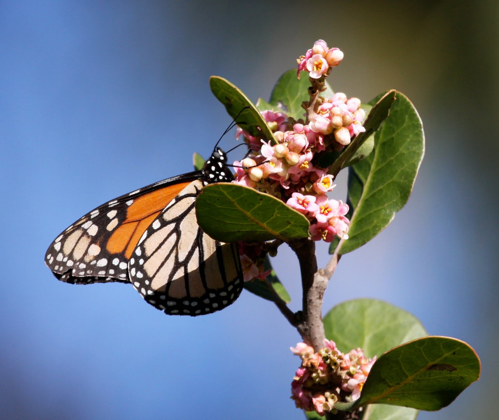 Displaying 20&gt; Images For - Lupus Butterfly Symbol