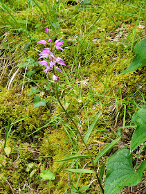 Red Helleborine Cephalanthera rubra.  Indre et Loire, France. Photographed by Susan Walter. Tour the Loire Valley with a classic car and a private guide.