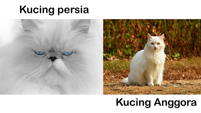 Perbedaan kucing anggora dan persia