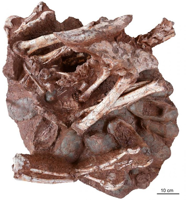 O δεινόσαυρος που κλωσά τα αβγά του εδώ και 70 εκατ. χρόνια