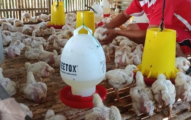 Cara Pemberian Susu pada Ayam Broiler