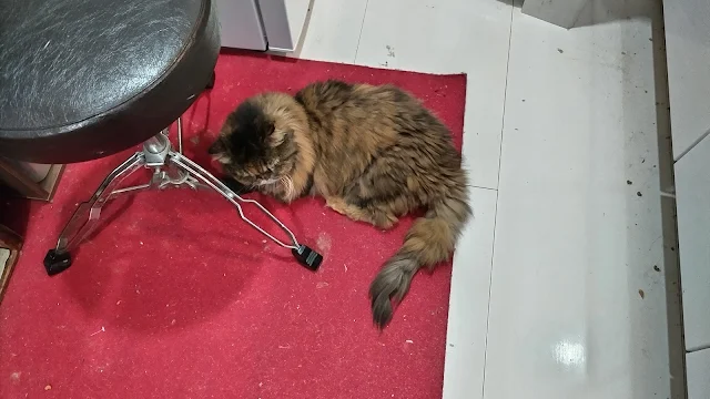 キギ