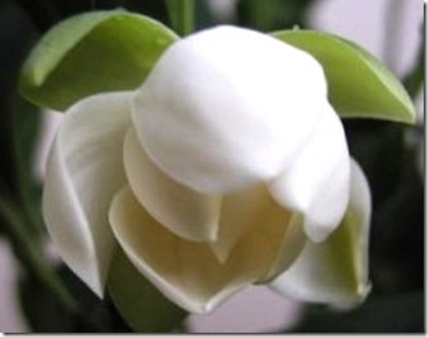 michelia magnolia coco