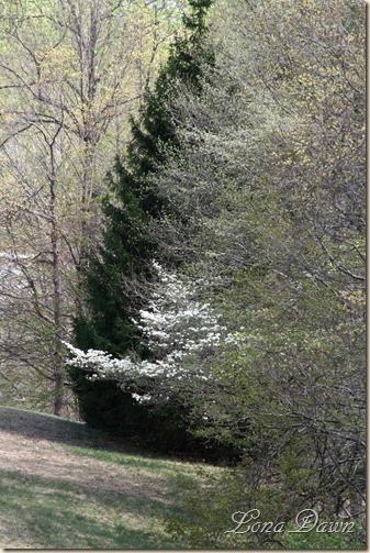 Field_Spring