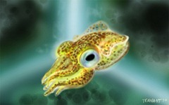 hawaiian_bobtail_squid_by_zeeoutlandishone