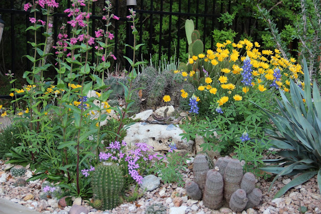 Cactus Spring Flowers